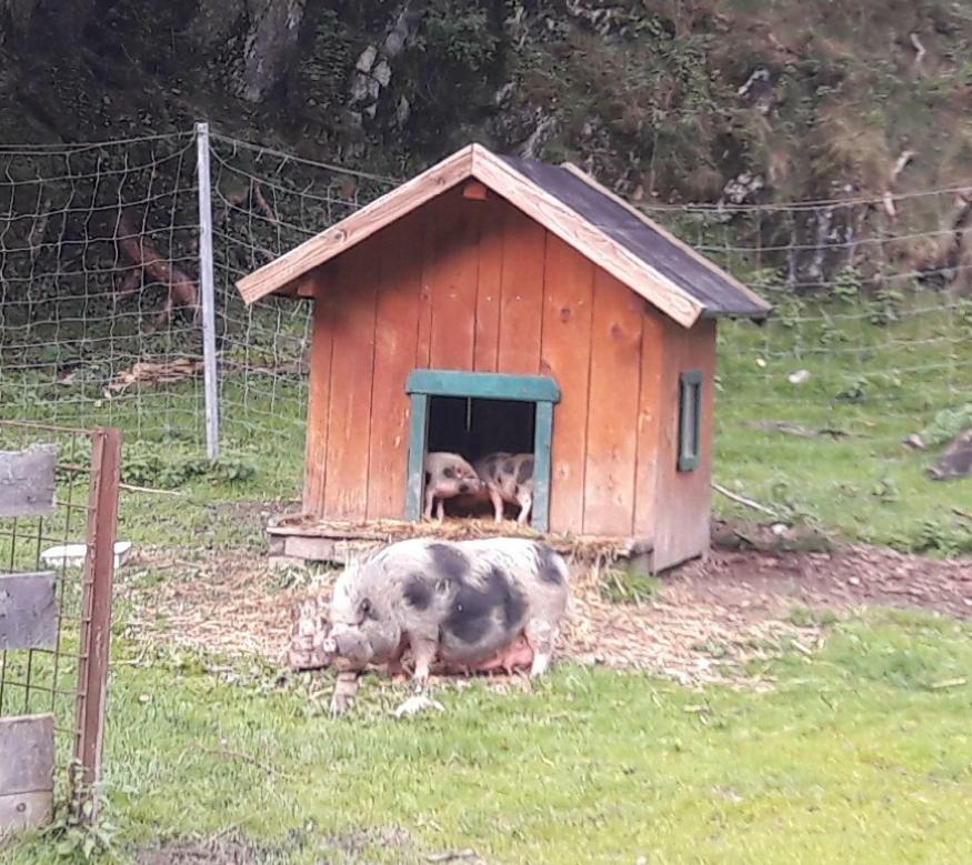 Ferienwohnung Alpklang Untertauern Bagian luar foto